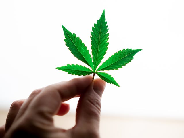 Cannabis et Douleur Chronique: Une Solution Sûre qui Offre un Soulagement Durable
